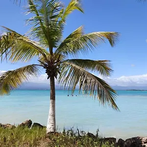 Pause_yuccas Le Gosier (Grande-Terre)